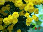 人美版 美術(shù)二年級上冊 第14課 茂密的花(6) 課件