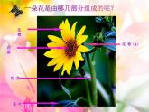 人美版 美術(shù)二年級上冊 第14課 茂密的花 (3) 課件