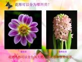 人美版 美術(shù)二年級上冊 第14課 茂密的花 (3) 課件