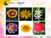 人美版 美術(shù)二年級上冊 第14課 茂密的花 (3) 課件