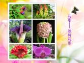 人美版 美術(shù)二年級上冊 第14課 茂密的花 (3) 課件