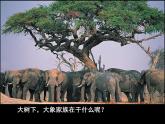 人美版 美術(shù)二年級上冊 第15課 大樹的故事 課件