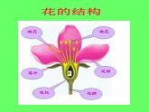 人美版 美術(shù)二年級上冊 第14課 茂密的花(3) 課件