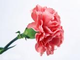 人美版 美術(shù)二年級上冊 第14課 茂密的花(7) 課件