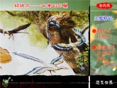湘美版三年級美術(shù)下冊 9. 恐龍世界 課件