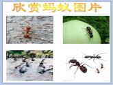 辽海版美术二下05.小蚂蚁搬家 优秀课件