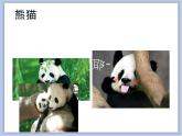 辽海版美术二下22.熊猫的家 优秀课件
