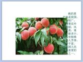 辽海版美术三下04桃子熟了 优秀课件
