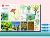 四年级美术下册第1课植物写生课件1人美版