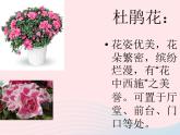 植物寫生PPT課件免費下載