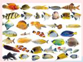 四年級(jí)美術(shù)下冊(cè)第9課用彩墨畫(huà)魚(yú)課件1人美