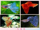 四年級(jí)美術(shù)下冊(cè)第9課用彩墨畫(huà)魚(yú)課件1人美