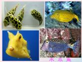 四年級(jí)美術(shù)下冊(cè)第9課用彩墨畫(huà)魚(yú)課件1人美