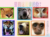 动物的脸PPT课件免费下载