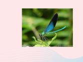 一年級美術(shù)下冊第15課會飛的翅膀課件3湘美版