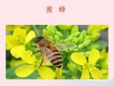 昆蟲(chóng)王國(guó)PPT課件免費(fèi)下載