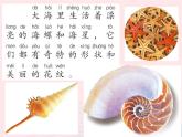一年級(jí)美術(shù)下冊(cè)第9課海螺和海星課件3嶺南