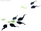 湘美版 美術(shù)二年級上冊 10. 小蝌蚪（課件）