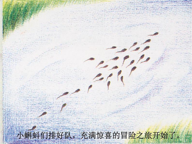 湘美版 美术二年级上册 10. 小蝌蚪(2)（课件）04