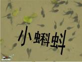 小蝌蚪PPT課件免費(fèi)下載