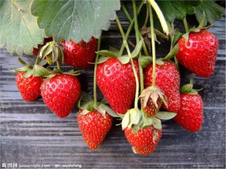 湘美版 美术二年级上册 5. 瓜果飘香(5)（课件）07