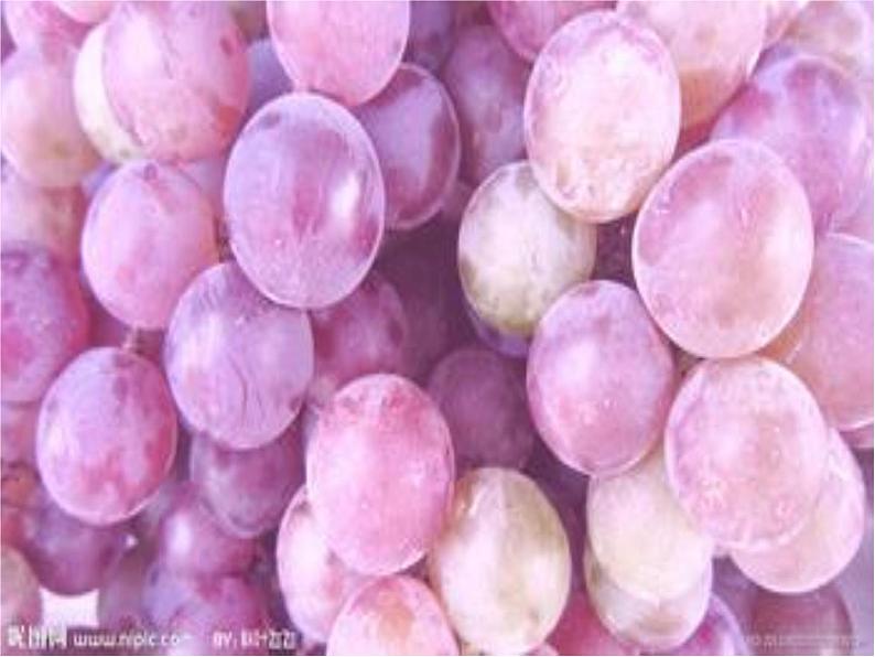 湘美版 美术二年级上册 5. 瓜果飘香(5)（课件）08