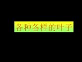 美術(shù)三年級上冊人美版 第11課 拓印樹葉真有趣  課件