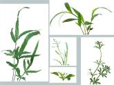 小学四年级上册美术课件-5.草丛中湘美版(10张)ppt课件