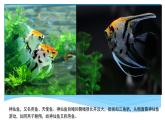 小學(xué)四年級(jí)上冊(cè)美術(shù)課件-第6課海洋世界-蘇少版(38張)ppt課件