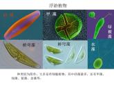 小學(xué)四年級(jí)上冊(cè)美術(shù)課件-第6課海洋世界-蘇少版(24張)ppt課件