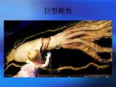 海洋怪獸PPT課件免費(fèi)下載