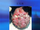 海洋怪獸PPT課件免費(fèi)下載