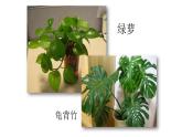 人教版小學(xué)五年級美術(shù)下冊 5.靜物寫生    課件