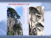 人教版小學(xué)五年級美術(shù)下冊  11.學(xué)畫松樹     課件