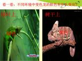 变色龙(1)课件PPT