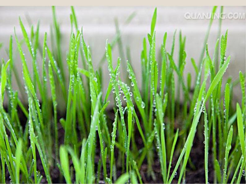 湖南美术出版社小学美术一年级下册 1. 小雨沙沙(9)课件PPT第4页