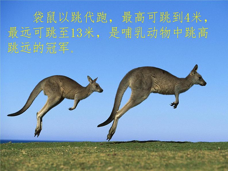 湖南美术出版社小学美术一年级下册 8. 袋鼠妈妈的口袋(5)课件PPT第4页