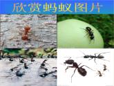 湖南美術出版社小學美術一年級下冊 17. 地下王國(1)課件PPT