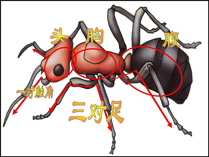 湖南美术出版社小学美术一年级下册 17. 地下王国(1)课件PPT第4页