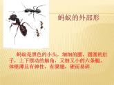 湖南美術出版社小學美術一年級下冊 17. 地下王國(1)課件PPT