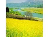 人教版小學(xué)四年級美術(shù)下冊  11.走進(jìn)春天    課件