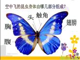 小学四年级下册美术课件-第17课虫虫大聚会-浙美版(19张)(1)ppt课件