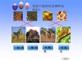 人教版小學(xué)美術(shù)三年級下冊 第11課  動物的花衣裳  課件