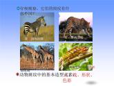 人教版小學(xué)美術(shù)三年級下冊 第11課  動物的花衣裳  課件