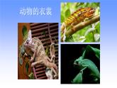人教版小學(xué)美術(shù)三年級下冊 第11課  動物的花衣裳  課件