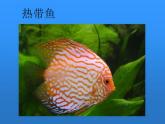 湘美版  一年級(jí)下冊(cè)美術(shù)-第14課 剪對(duì)稱魚形  課件（23張PPT）