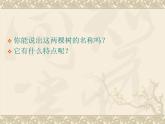 一年級下冊美術(shù)課件一年級下冊美術(shù)課件《21小樹快快長 》PPT課件  湘美版（23張PPT）