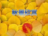 第11课 留住秋天（课件） 美术三年级上册-湘美版(共34张PPT)