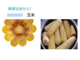 第6課 新發(fā)現(xiàn)（課件） 美術(shù)三年級上冊-湘美版(共14張PPT)