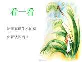 第5課草叢中（課件）-2021-2022學年美術(shù)四年級上冊-湘美版(1)